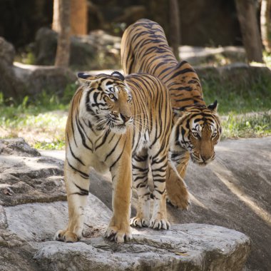 iki bengal Kaplanları