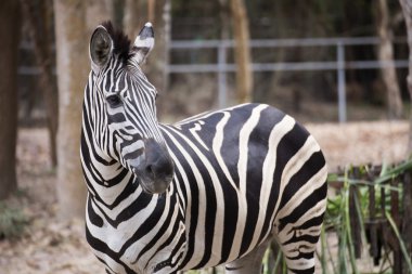 Ormanın üzerinde Zebra duran 