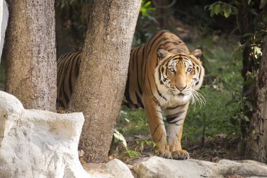 bengal kaplanı yürüyüş 