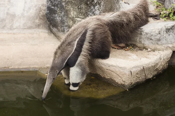 Giant ant eater drinking water — Stock Photo, Image