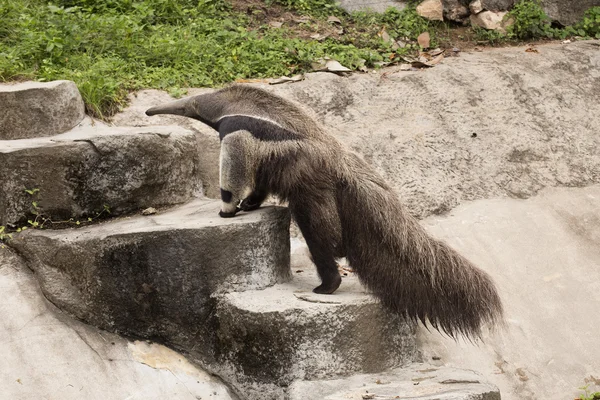 Hormiga gigante devorador de escaleras —  Fotos de Stock