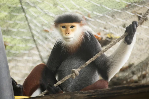 Douc kırmızı şişlemiş langur kadar kapatın 