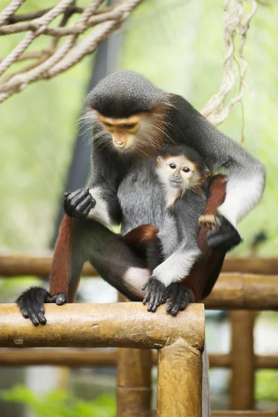 Familie der Rotschenkel-Doucs — Stockfoto