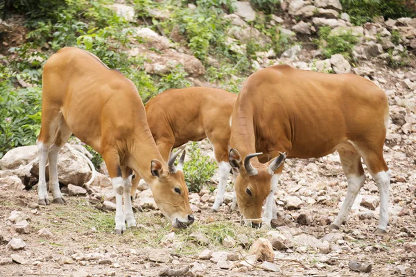 Group of Wild Cattle eating — Stock Photo, Image