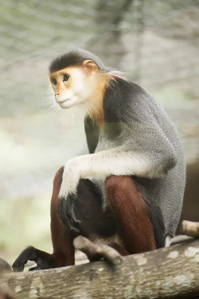 Červená bodla douc langur na stromě — Stock fotografie