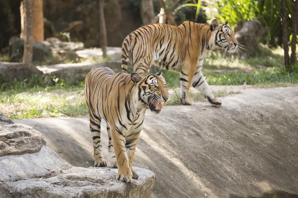 Bengalisk tiger promenader — Stockfoto