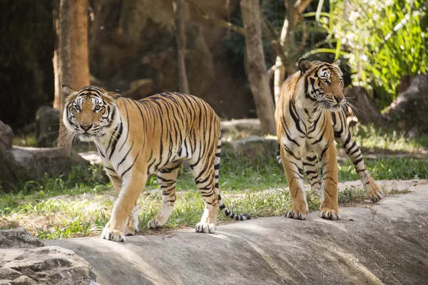 Två Bengaliska tigrar — Stockfoto