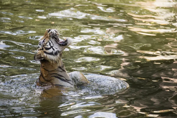 Bengala tigre nadando — Foto de Stock