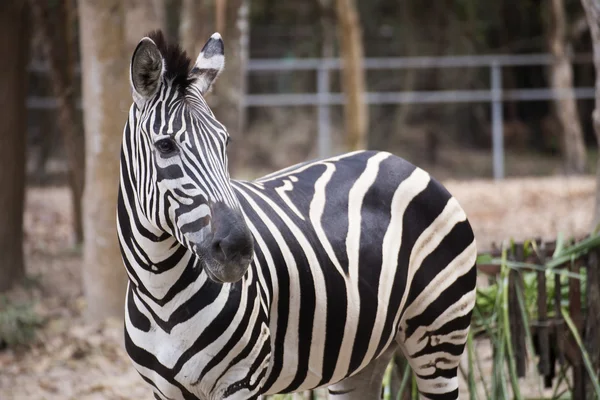 Ormanın üzerinde Zebra duran — Stok fotoğraf