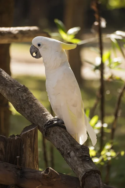 Cacatúa blanca pájaro —  Fotos de Stock