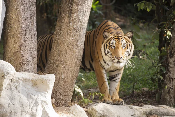 Bengal Tiger zu Fuß — Stockfoto