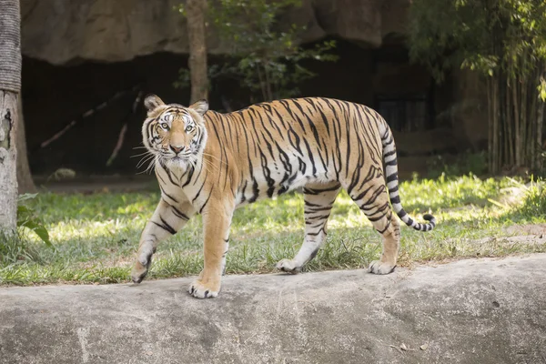 Bengal Tiger zu Fuß — Stockfoto