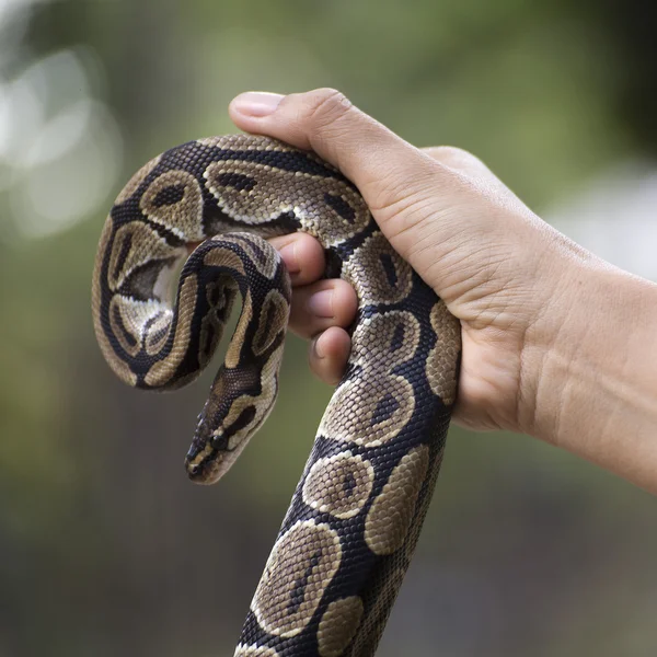A poisonous snake in the hands Royalty Free Stock Images