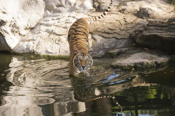 Le tigre du Bengale marche — Photo