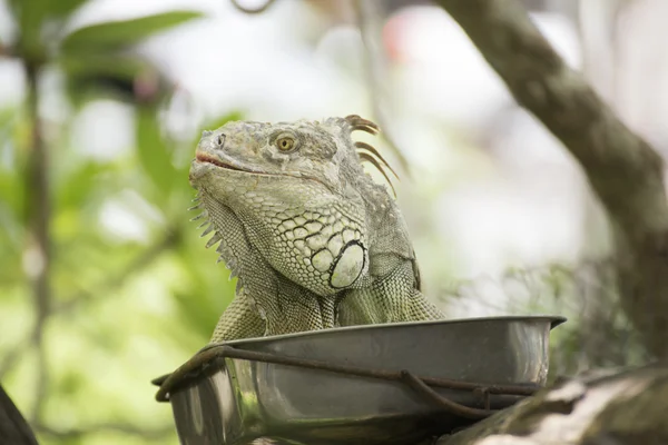 Iguana de cerca — Foto de Stock