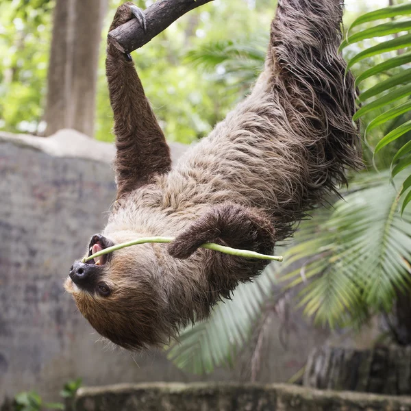 Young Hoffmann's two-toed sloth eating lentils — Stock Photo, Image