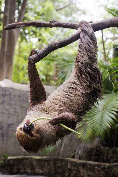 Two-toed sloth on the tree eating lentils — Stock Photo, Image