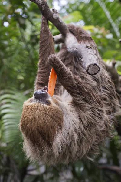 Preguiça de dois dedos comendo cenoura — Fotografia de Stock