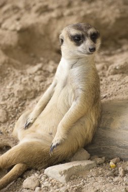 Açık hayvanat bahçesinde dinlenme Meerkat 