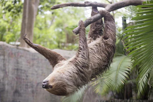 Paresseux à deux doigts sur l'arbre — Photo