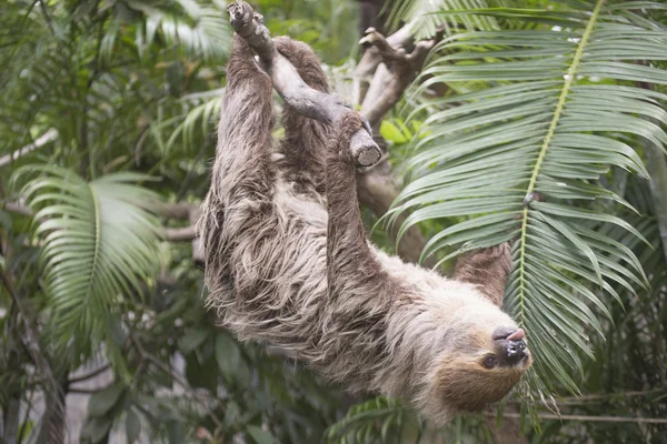 Двухпалый ленивец на дереве — стоковое фото