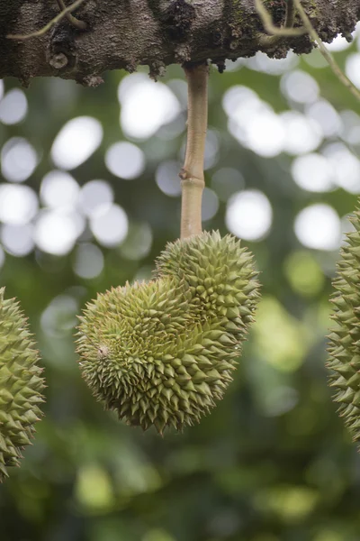 Durian on the tree — Stock Photo, Image