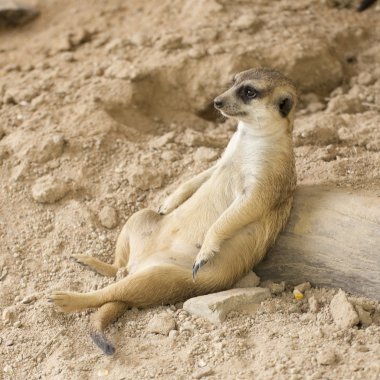 Çöl faresi hayvanat bahçesinde dinlenme 