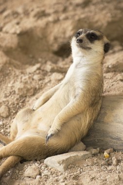 Çöl faresi hayvanat bahçesinde dinlenme