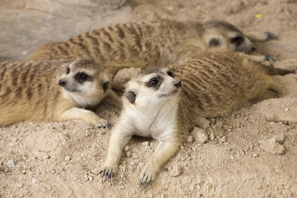 Trois suricates au repos — Photo