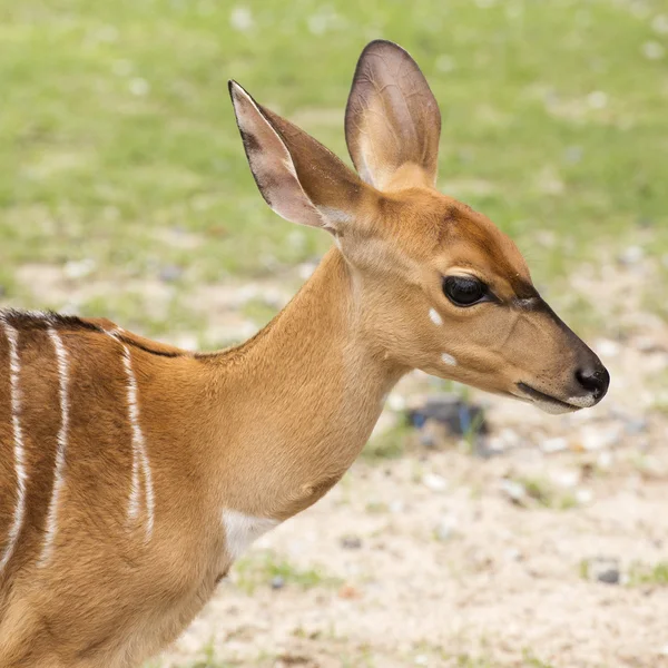 Female small deer — Stock Photo, Image