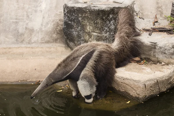 Giant ant eater drinking water — Stock Photo, Image