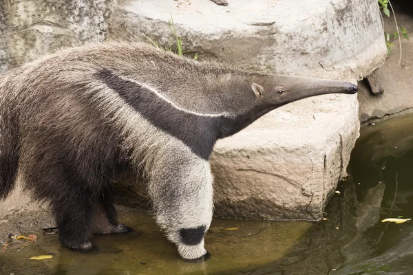 Giant ant eater walking — Stock Photo, Image