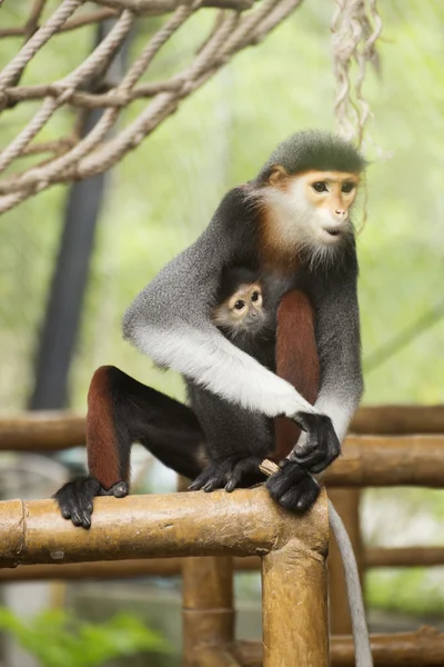 Família de douc langur-shanked vermelho — Fotografia de Stock