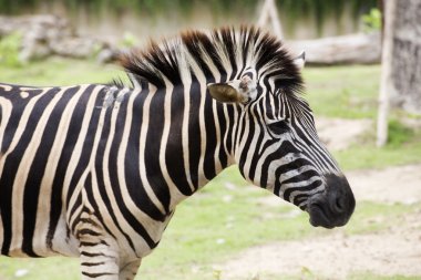 Afrika Zebra kadar kapalı
