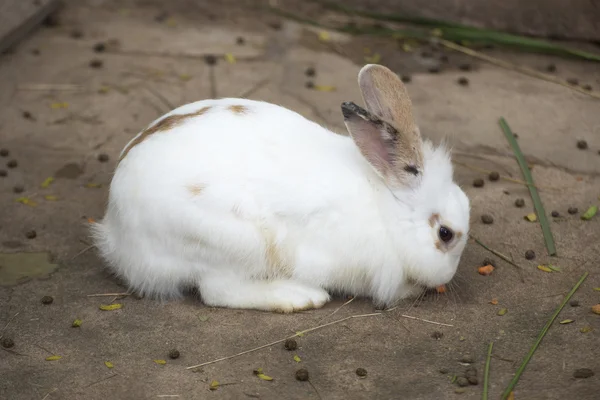 Kleines weißes Kaninchen sitzend — Stockfoto