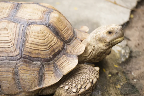 Afrika teşvik kaplumbağa