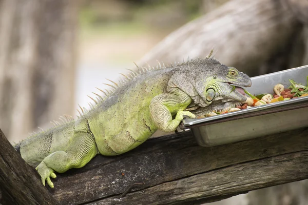 Iguane verte mangeant des légumes — Photo