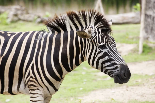 Geschlossenes afrikanisches Zebra — Stockfoto