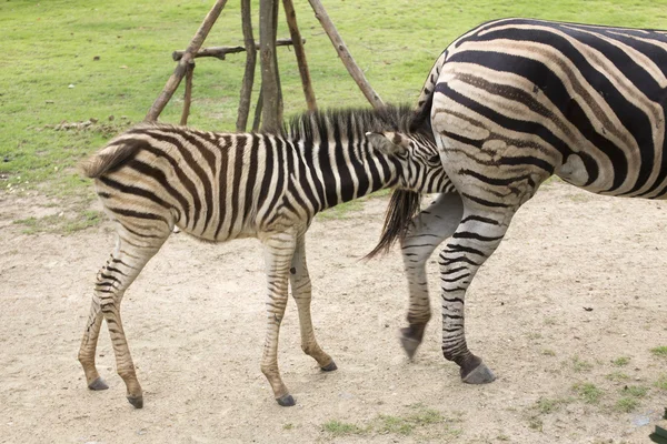 Zebra alimentando seu potro — Fotografia de Stock