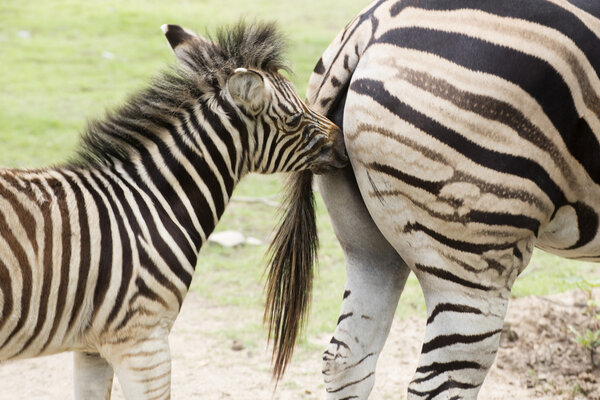 Zebra feeding its foal in the park