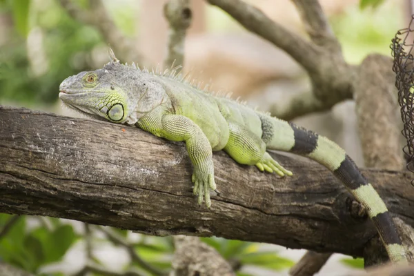 Iguana verde descansando — Foto de Stock