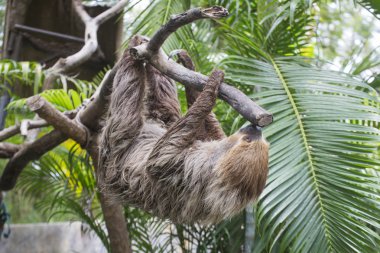 Genç Hoffmann'ın iki - parmaklı tembel hayvan 