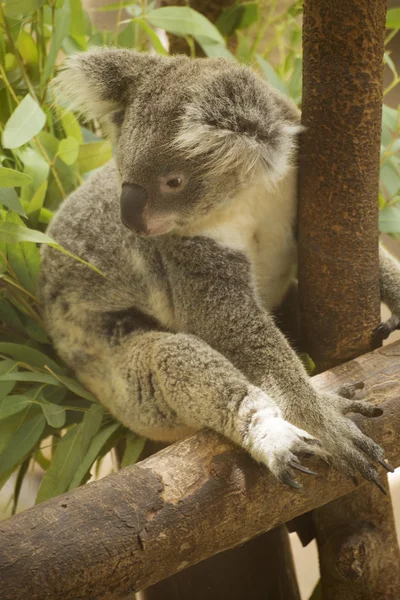 Manliga Koala Björn — Stockfoto