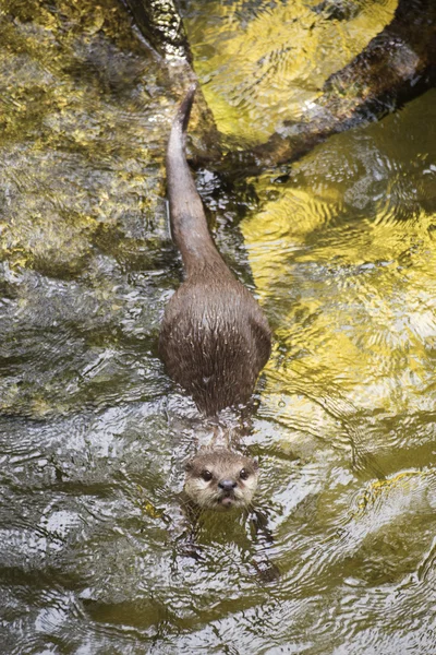 Otter diving in zoo animal — Stock Photo, Image