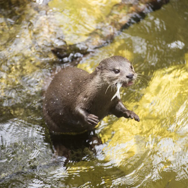 Otter eating fish — Stock Photo, Image