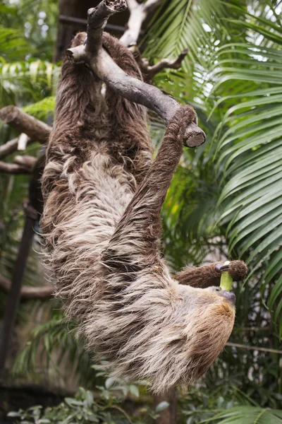 Двухпалый ленивец ест огурец — стоковое фото