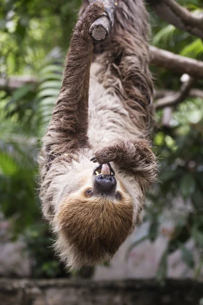Двухпалый ленивец показывает язык — стоковое фото