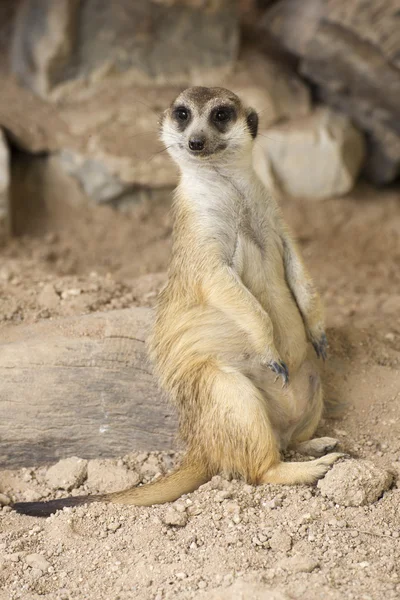 Açık hayvanat bahçesinde dinlenme Meerkat — Stok fotoğraf