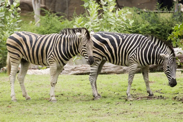 Dois Zebra comendo grama — Fotografia de Stock