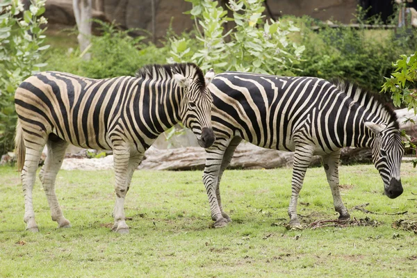 Iki zebra çim yeme — Stok fotoğraf